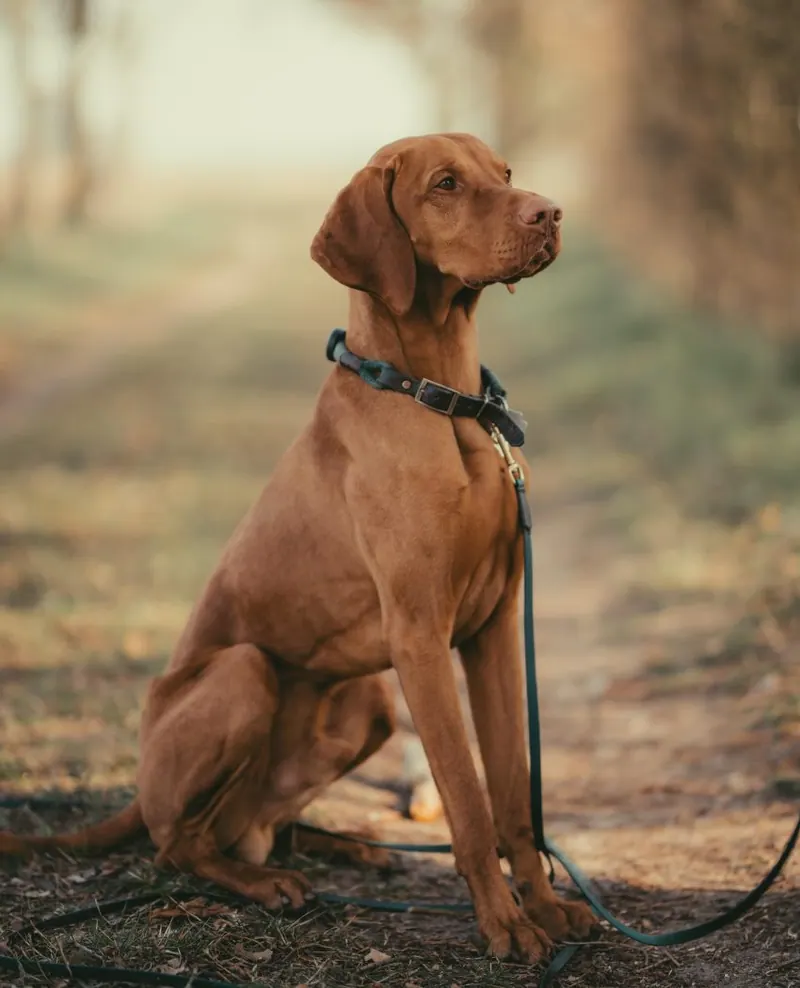 Therapiehund Eddie, ein Vizsla, auf einem Waldweg